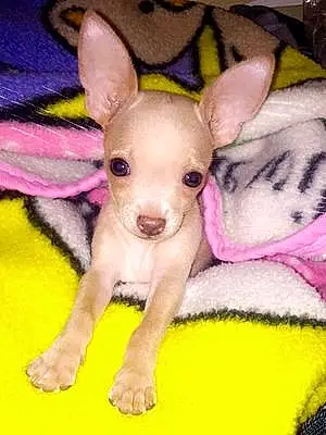 Name Chihuahua Dog Franklin