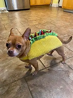 Chihuahua Dog Taco