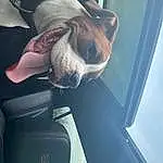 Dog, Sunglasses, Leg, Hood, Vision Care, Human Body, Jaw, Carnivore, Sky, Window, Fawn, Companion dog, Dog breed, Comfort, Goggles, Whiskers, Snout, Eyewear, Electric Blue, Vehicle Door