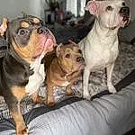 Dog, Bulldog, Dog breed, Carnivore, Companion dog, Fawn, Snout, Whiskers, Collar, Working Animal, Wrinkle, Pet Supply, Canidae, Toy Dog, Comfort, Furry friends, Houseplant, Molosser, Terrestrial Animal