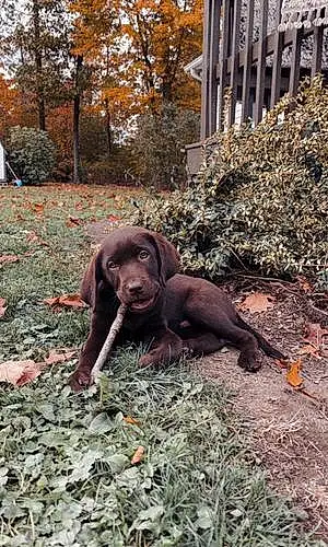 Name Labrador Retriever Dog Archer