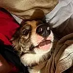 Dog, Comfort, Carnivore, Ear, Dog breed, Whiskers, Fawn, Companion dog, Toy Dog, Snout, Furry friends, Paw, Puppy love, Canidae, Linens, Sitting, Non-sporting Group