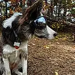 Dog, Plant, Dog breed, Carnivore, Working Animal, Tree, Collar, Companion dog, Snout, Tail, Dog Collar, Leash, Furry friends, Grass, Terrestrial Animal, Canidae, Soil, Working Dog, Goats