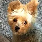 Dog, Dog breed, Carnivore, Companion dog, Fawn, Toy Dog, Snout, Liver, Dog Supply, Small Terrier, Furry friends, Terrier, Canidae, Australian Terrier, Biewer Terrier, Working Animal, Yorkipoo, Yorkshire Terrier, Water Dog