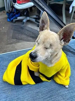 Name Chihuahua Dog Batman