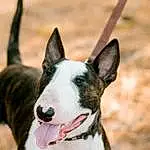Dog, Dog breed, Carnivore, Collar, Companion dog, Dog Collar, Snout, Bull Terrier, Whiskers, Bicycle, Bull Terrier (miniature), Working Animal, Canidae, Working Dog, Dog Supply, Non-sporting Group, Foot, Art, Ancient Dog Breeds