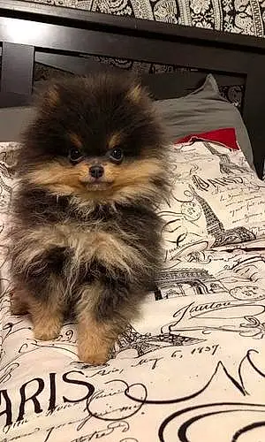 Pomeranian Dog Preston