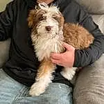 Clothing, Dog, Dog breed, Carnivore, Comfort, Ear, Companion dog, Fawn, Toy Dog, Terrier, Liver, Small Terrier, Furry friends, Sitting, Working Animal, Canidae, Denim, Maltepoo, Chair
