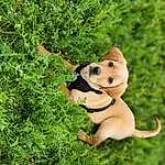 Dog, Plant, Carnivore, Dog breed, Grass, Fawn, Companion dog, Collar, Hat, Groundcover, Dog Collar, Tail, Snout, Terrestrial Animal, Paw, Dog Clothes, Shrub, Annual Plant, Herb