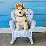 Dog, Blue, Carnivore, Dog breed, Companion dog, Fawn, Chair, Wood, Tail, Whiskers, Electric Blue, Rectangle, Plant, Outdoor Furniture, Sitting, Furry friends, Canidae