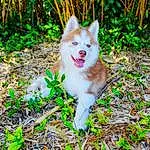 Plant, Dog, Dog breed, Leaf, Carnivore, Natural Environment, Vegetation, Grass, Fawn, Whiskers, Felidae, People In Nature, Companion dog, Tail, Art, Tree, Natural Landscape, Groundcover, Furry friends