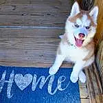 Dog, Carnivore, Dog breed, Wood, Fawn, Companion dog, Wood Stain, Snout, Electric Blue, Plank, Hardwood, Handwriting, Sled Dog, Rectangle, Whiskers, Furry friends, Herding Dog, Canis