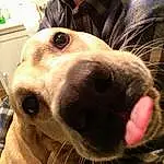 Head, Dog, Eyes, Dog breed, Jaw, Ear, Collar, Carnivore, Working Animal, Whiskers, Companion dog, Fawn, Houseplant, Dog Collar, Pet Supply, Selfie, Snout, Happy