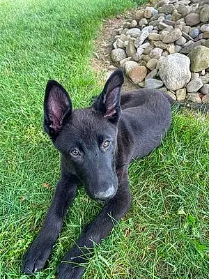 Name German Shepherd Dog Onyx