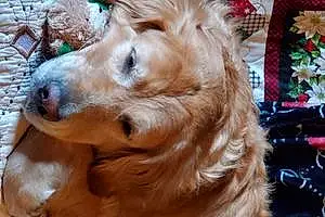 Name Golden Retriever Dog Sandy