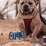 Dog, Photograph, Bulldog, Plant, Carnivore, Dog breed, Fawn, Companion dog, Wrinkle, Snout, Soil, Landscape, Canidae, Grass, Photo Caption, Working Dog, Non-sporting Group, Adventure, Photography