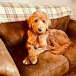 Dog, Furniture, Comfort, Carnivore, Dog breed, Fawn, Companion dog, Liver, Couch, Wood, Pet Supply, Rectangle, Room, Pillow, Furry friends, Living Room, Working Animal, Hardwood, Dog Supply
