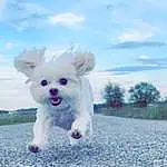 Sky, Cloud, Dog, Dog breed, Blue, Carnivore, Companion dog, Fawn, Toy Dog, Dog Supply, Snout, Poodle, Stuffed Toy, Canidae, Happy, Grass, Electric Blue, Tail, Terrier