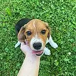 Dog, Plant, Carnivore, Fawn, Grass, Companion dog, Dog breed, Hound, Groundcover, Snout, Working Animal, Whiskers, Beagle, Canidae, Scent Hound, Finnish Hound, Beagle-harrier, Hunting Dog, Working Dog