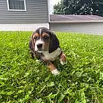 Plant, Dog, Window, Carnivore, Dog breed, Grass, Fawn, Companion dog, Groundcover, Snout, Whiskers, Terrestrial Animal, Canidae, Hound, Tree, People In Nature, Puppy, Herb, Yard