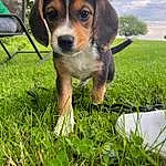 Dog, Plant, Green, Dog breed, Carnivore, Grass, People In Nature, Companion dog, Groundcover, Snout, Hound, Lawn, Chair, Ball, Tree, Cloud, Sky, Scent Hound, Terrestrial Animal