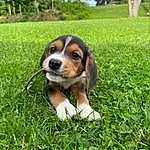 Plant, Dog, Green, Dog breed, Carnivore, Grass, Companion dog, People In Nature, Groundcover, Toy, Whiskers, Hound, Tree, Terrestrial Animal, Beaglier, Working Animal, Sky, Grassland, Scent Hound