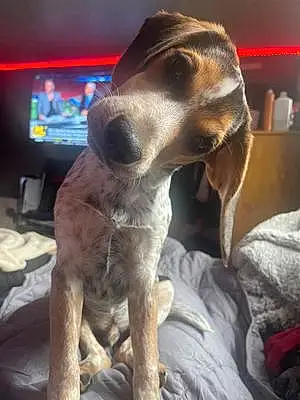 Name Beagle Dog Duncan