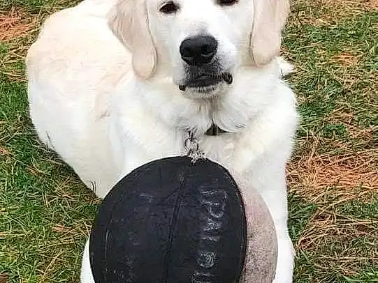 Dog, Sports Equipment, Ball, Carnivore, Dog breed, Grass, Football, Companion dog, Working Animal, Plant, Terrestrial Animal, Canidae, Soccer Ball, Sports Toy, Water Bird, Sitting, Seabird, Non-sporting Group