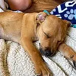 Dog, Comfort, Dog breed, Carnivore, Fawn, Companion dog, Snout, Paw, Whiskers, Furry friends, Nap, Linens, Working Animal, Non-sporting Group, Canidae, Foot