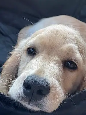 Firstname Golden Retriever Dog Archie