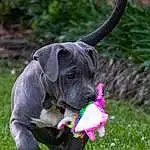 Plant, Dog, Flower, Working Animal, Carnivore, Dog breed, Grass, Fawn, Companion dog, Dog Collar, Collar, Groundcover, Wrinkle, Tail, Terrestrial Animal, Liver, Canidae, Pointing Breed, Guard Dog