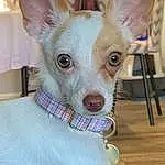 Dog, Dog breed, Carnivore, Ear, Companion dog, Fawn, Whiskers, Dog Supply, Snout, Toy Dog, Working Animal, Furry friends, Chair, Canidae, Terrestrial Animal, Comfort, Corgi-chihuahua, Chihuahua, Non-sporting Group