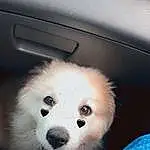Dog, Hood, Dog breed, Carnivore, Companion dog, Fawn, Automotive Exterior, Snout, Toy Dog, Spitz, Vehicle Door, Canidae, Furry friends, Working Animal, Dog Supply, Auto Part, Personal Luxury Car, Family Car, Samoyed