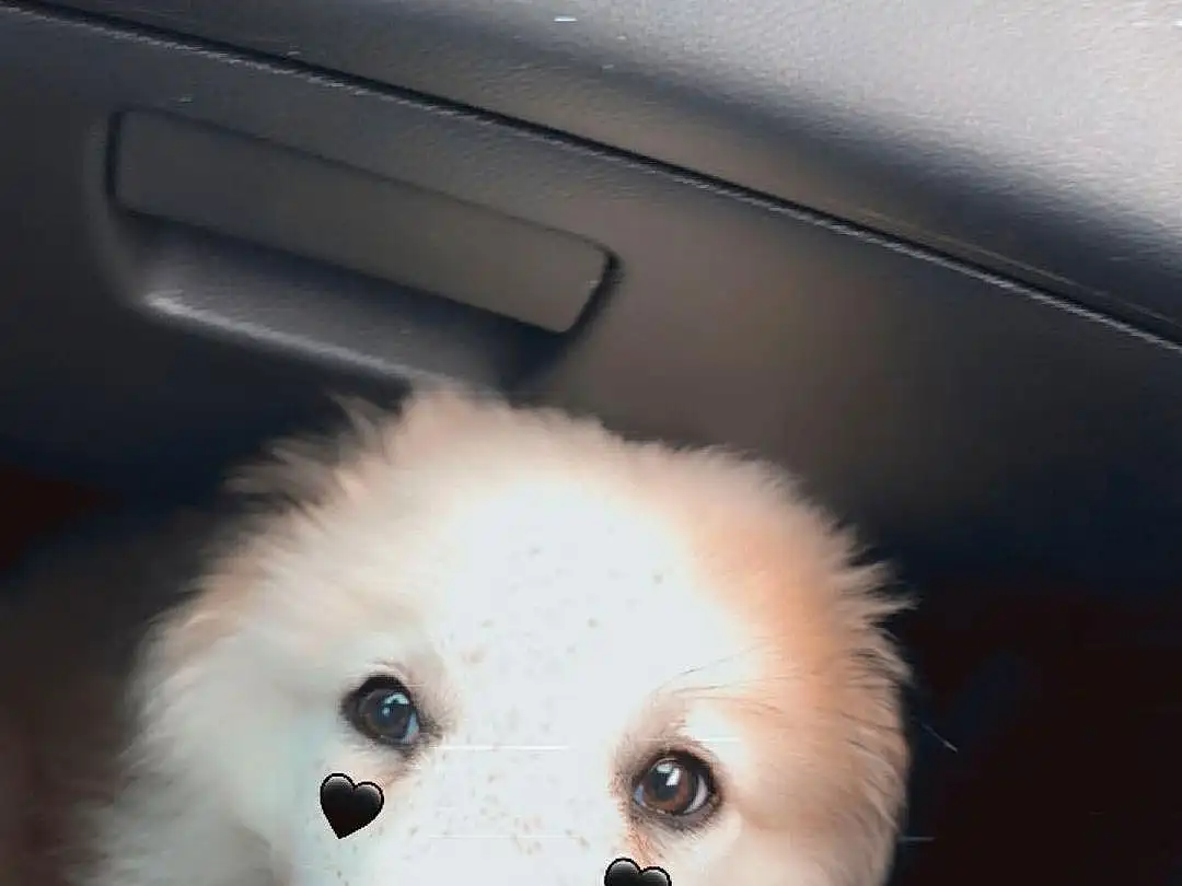 Dog, Hood, Dog breed, Carnivore, Companion dog, Fawn, Automotive Exterior, Snout, Toy Dog, Spitz, Vehicle Door, Canidae, Furry friends, Working Animal, Dog Supply, Auto Part, Personal Luxury Car, Family Car, Samoyed