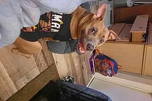 Pitt Bull Terrier Dog Coco Channel