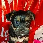 Dog, Dog breed, Carnivore, Companion dog, Dog Supply, Snout, Toy Dog, Pet Supply, Working Animal, Canidae, Event, Yorkipoo, Small Terrier, Puppy