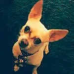 Dog, Human Body, Ear, Dog breed, Carnivore, Dog Supply, Working Animal, Whiskers, Companion dog, Fawn, Happy, Toy Dog, Grass, Snout, Water, Canidae, Plant, Tail, Chihuahua