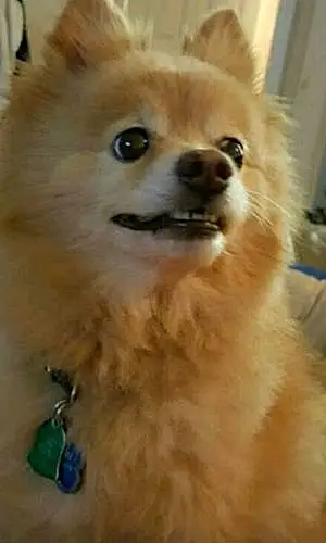 Name Pomeranian Dog Rusty