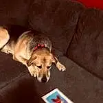 Dog, Couch, Comfort, Fawn, Carnivore, Companion dog, Dog breed, Working Animal, Dog Supply, Linens, Rectangle, Wood, Paw, Pet Supply, Tail, Hardwood, Laptop, Canidae, Room
