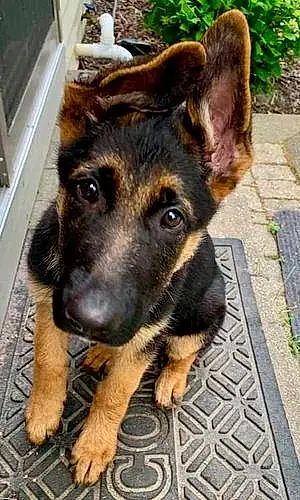 Name German Shepherd Dog Remi