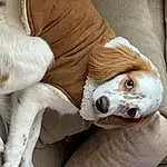 Dog, Carnivore, Ear, Comfort, Fawn, Dog breed, Whiskers, Companion dog, Working Animal, Snout, Furry friends, Wood, Toy, Stuffed Toy, Ball, Paw, Couch, Canidae, Linens