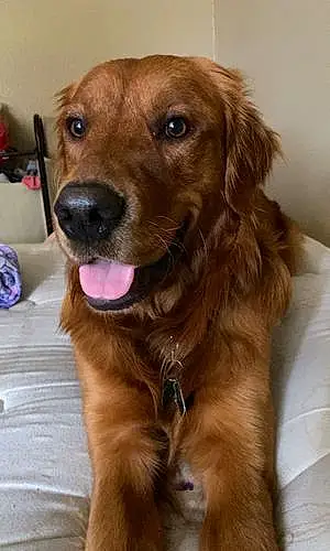 Golden Retriever Dog Rusty