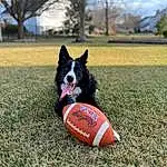 Sports Equipment, Dog, Plant, Sky, Ball, Football, Cloud, Carnivore, Tree, Grass, Dog breed, Sports, Companion dog, Soccer Ball, Recreation, Ball Game, Leisure, Sports Toy, Games, Dog Sports