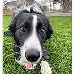 Dog, Carnivore, Dog breed, Plant, Grass, Border Collie, Companion dog, Herding Dog, Whiskers, Canidae, Tree, Working Dog, Terrestrial Animal, Rectangle, Working Animal