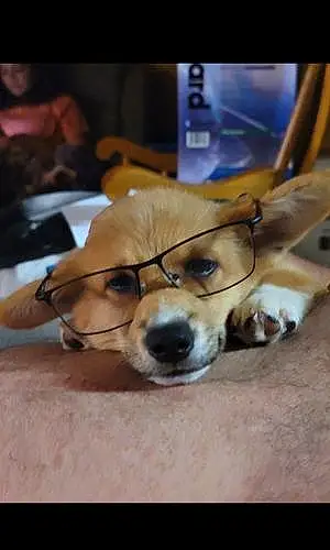 Glasses Pembroke Welsh Corgi  Dog Stanley