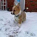 Dog, Snow, Dog breed, Carnivore, Freezing, Companion dog, Dog Supply, Fawn, Tail, Winter, Snout, Window, Canidae, Pet Supply, Precipitation, Furry friends, Door, Working Animal, Non-sporting Group