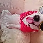 Glasses, Dog, Vision Care, Goggles, Sunglasses, Pink, Carnivore, Fawn, Dog breed, Comfort, Dog Supply, Companion dog, Eyewear, Happy, Magenta, Furry friends, Personal Protective Equipment, Carmine, Audio Equipment, Linens