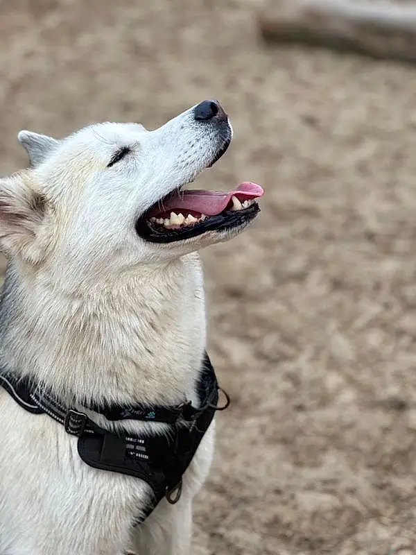 Dog, Carnivore, Dog breed, Jaw, Collar, Companion dog, Fang, Snout, Dog Collar, Working Animal, Canidae, Leash, Wolf, Furry friends, Working Dog, Canis, Ancient Dog Breeds, White Shepherd