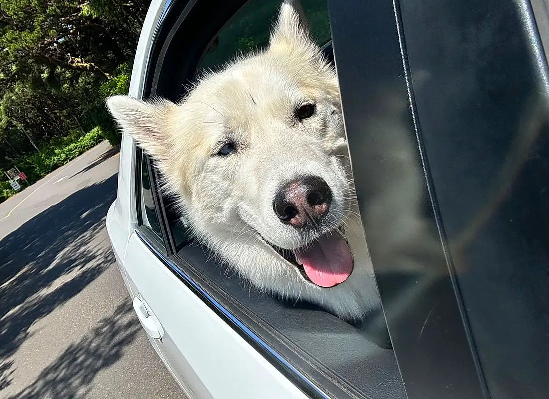 Dog, Hood, Carnivore, Vehicle, Dog breed, Plant, Collar, Snout, Companion dog, Vroom Vroom, Water, Automotive Exterior, Windscreen Wiper, Canidae, Glass, Windshield, Vehicle Door, Grille