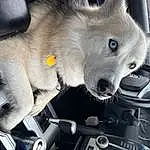 Dog, Hood, Dog breed, Carnivore, Companion dog, Snout, Windscreen Wiper, Whiskers, Steering Wheel, Furry friends, Vroom Vroom, Auto Part, Windshield, Automotive Design, Canis, Canidae, Personal Luxury Car, Spitz, Wolf